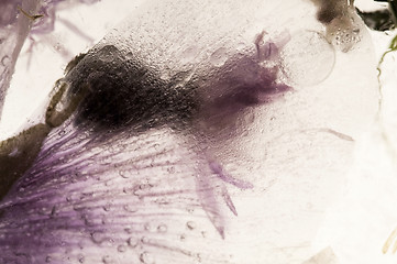 Image showing Frozen flowers. blossoms in the ice cube