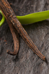 Image showing Vanilla Planifolia Vine and Dried Vanilla Pods 