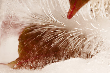 Image showing Autumn leaves - branch frozen in the ice cube