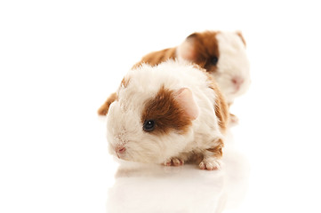 Image showing baby guinea pig