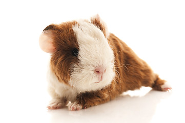 Image showing baby guinea pig