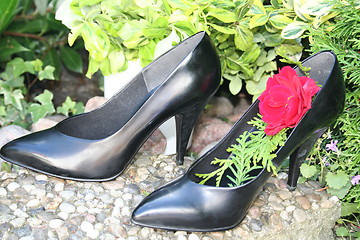 Image showing Black pumps and red rose