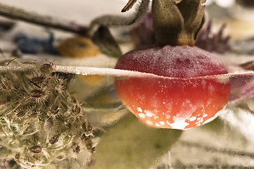 Image showing Frozen flowers. blossoms in the ice cube