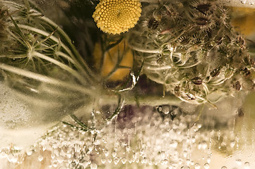 Image showing Frozen flowers. blossoms in the ice cube