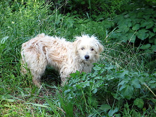 Image showing White dog in the wild