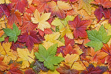 Image showing Background of colorful autumn leaves