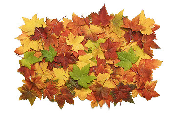 Image showing Pile og vibrant fall leaves