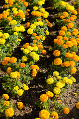 Image showing Marigold flowers