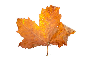 Image showing Maple-leaf