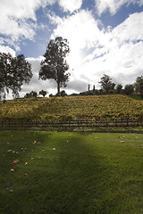 Image showing Grape Vines