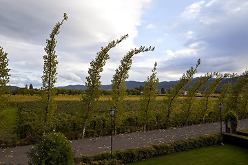 Image showing Vineyards