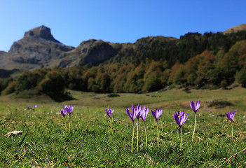 Image showing Violets 