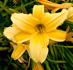 Image showing different kinds of lily. 