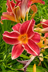 Image showing different kinds of lily. 