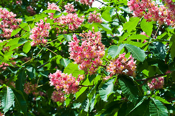 Image showing Pink flowers decorative chestnut 