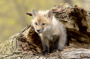 Image showing Red Fox Pup (Vulpes vulpes) lookiing camera left.