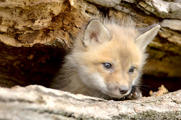 Image showing Red Fox Pup-Vulpes vulpes-looking camera left
