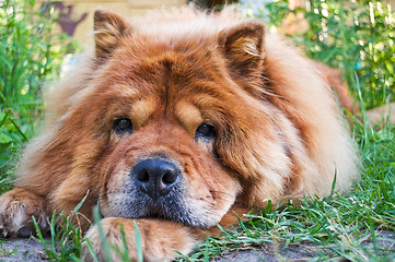 Image showing portrait of a dog breed chow-chow