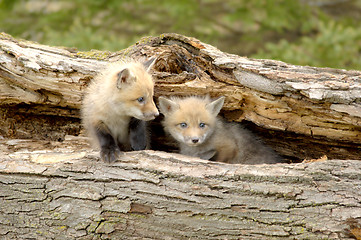 Image showing Red Fox Pups Duo - Vulpes vulpes