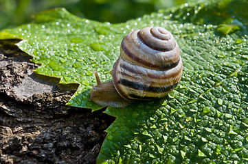 Image showing garden snail on a wet leaf vine