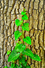 Image showing young branches of ivy