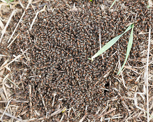 Image showing red wood ants close-up.