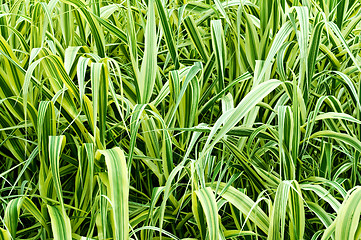 Image showing high ornamental grass 