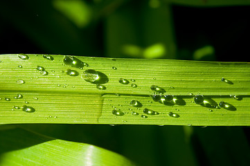 Image showing dew drops on the web 