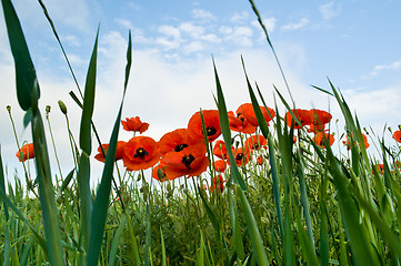 Image showing poppies blooming