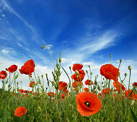 Image showing poppies blooming