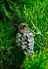 Image showing wasp protects its nest