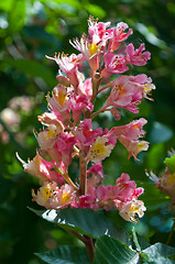 Image showing Pink flowers decorative chestnut 