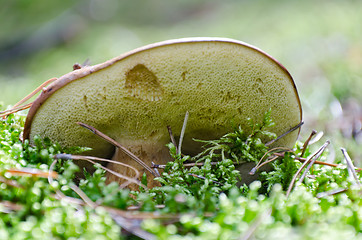 Image showing mushroom Xerocomus badius 