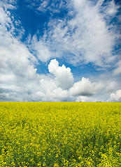 Image showing flowering field of rape 