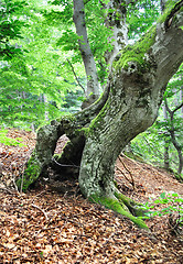 Image showing  beautiful tree in the mountains