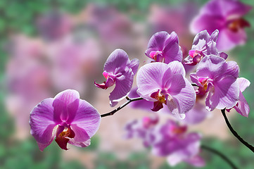 Image showing flowers purple orchids 