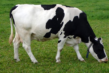 Image showing Cattle