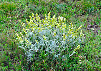 Image showing mountain flower