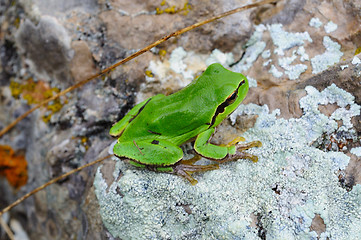 Image showing green frog sitting on a stone