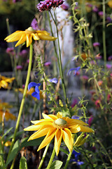 Image showing Flowers