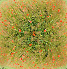 Image showing poppies blooming