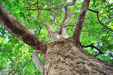 Image showing landscape, tree in a sky