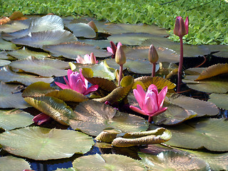 Image showing Water flowers