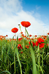 Image showing poppies blooming and honeybee