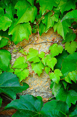 Image showing young branches of ivy