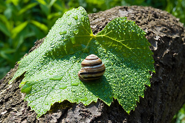 Image showing garden snail on a wet leaf vine