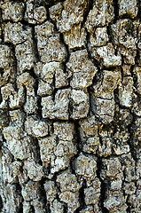 Image showing  texture of the bark of a tree
