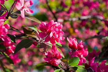 Image showing red flowers of fruit trees