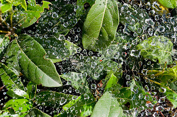 Image showing dew drops