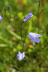 Image showing blue flower